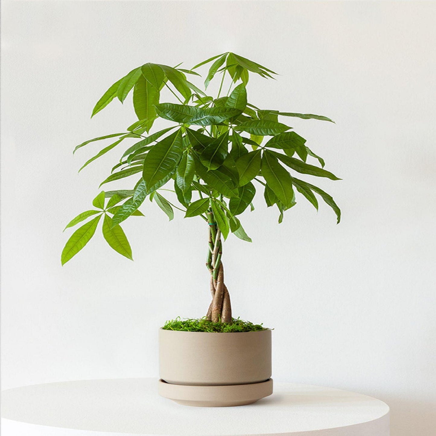 Braided Money Tree Pot