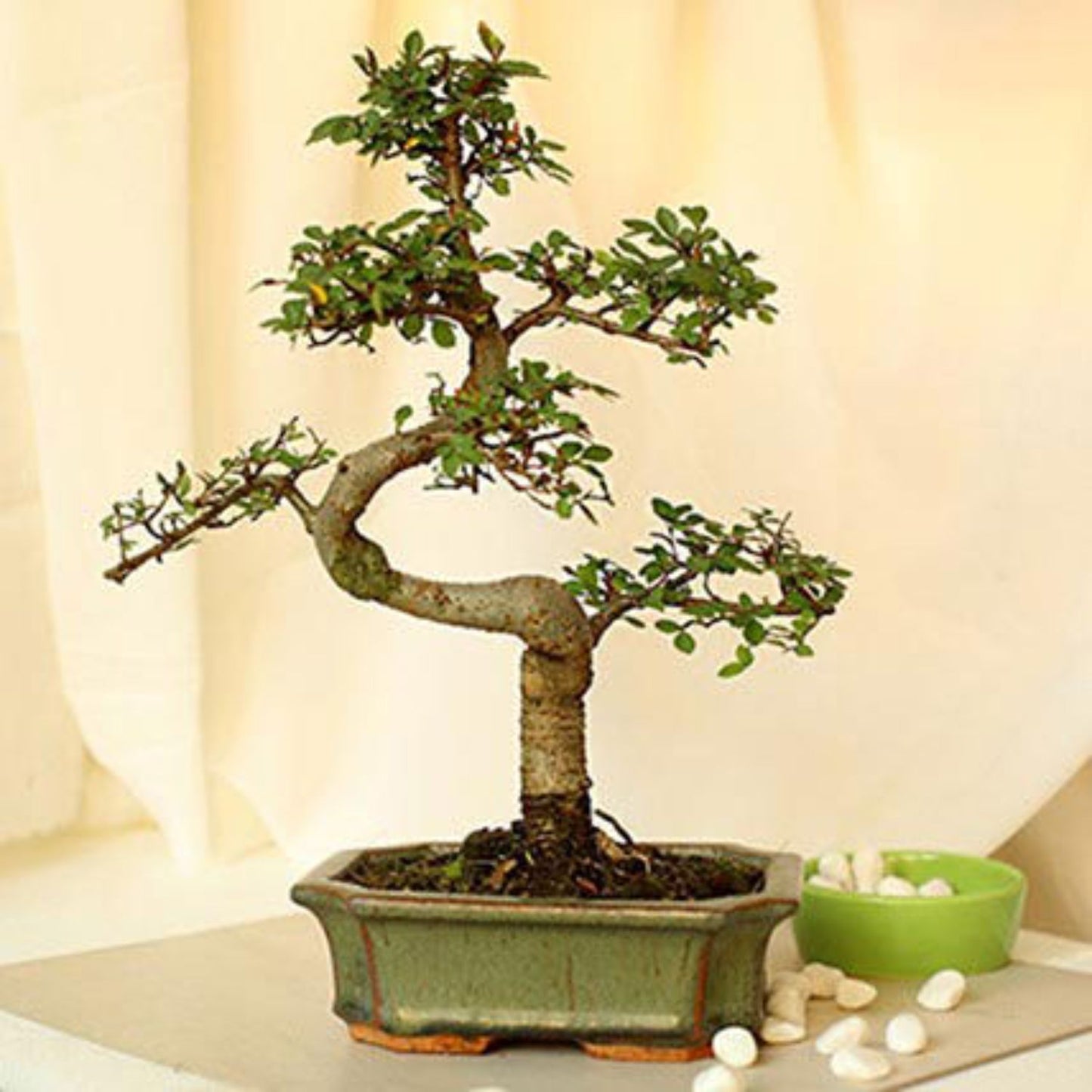 Elm Bonsai