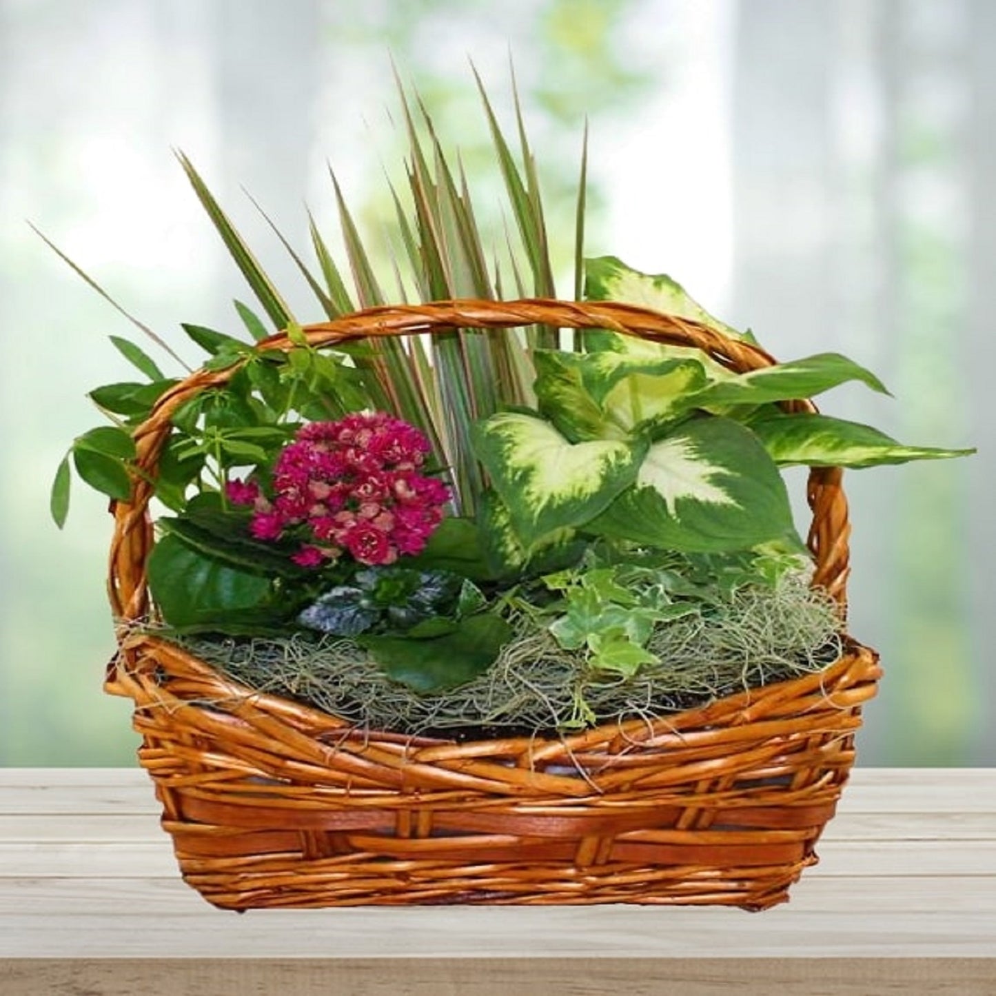 European Dish Garden Basket