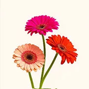 Gerbera