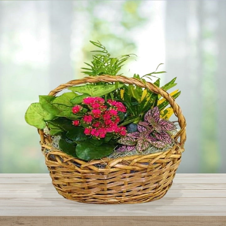 Blooming Dish Garden Basket