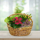Blooming Dish Garden Basket