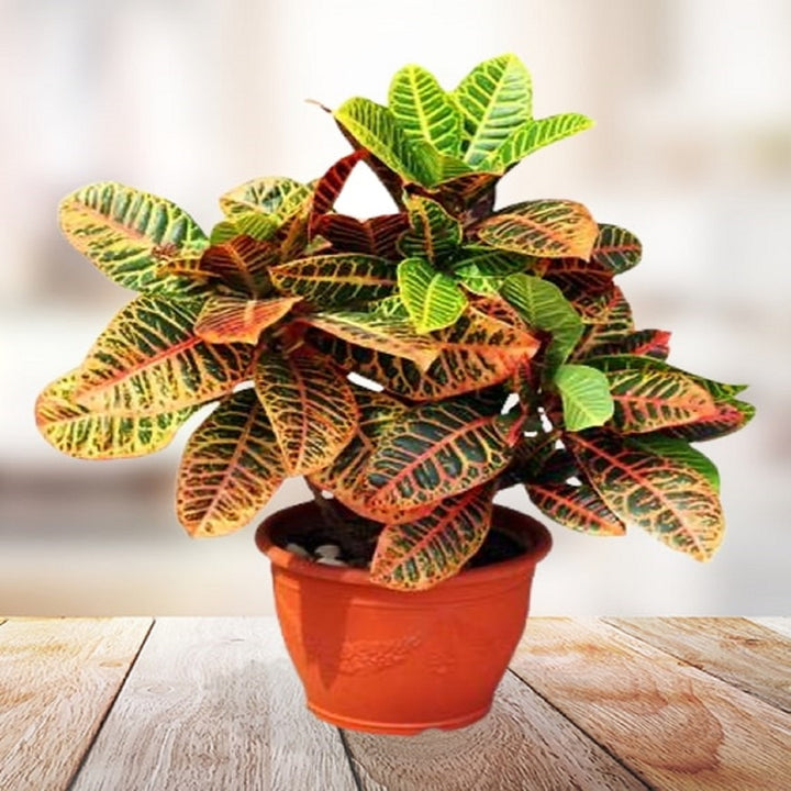 Croton Petra Planter