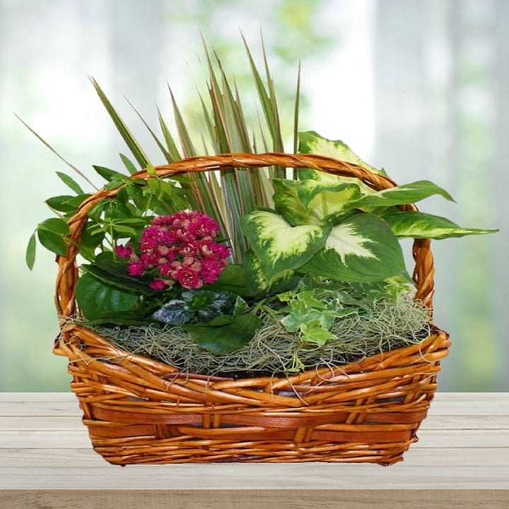 European Dish Garden Basket