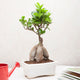 Ficus Bonsai