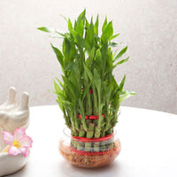 Lucky Bamboo Plant