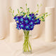 Mesmerizing Blue Orchids