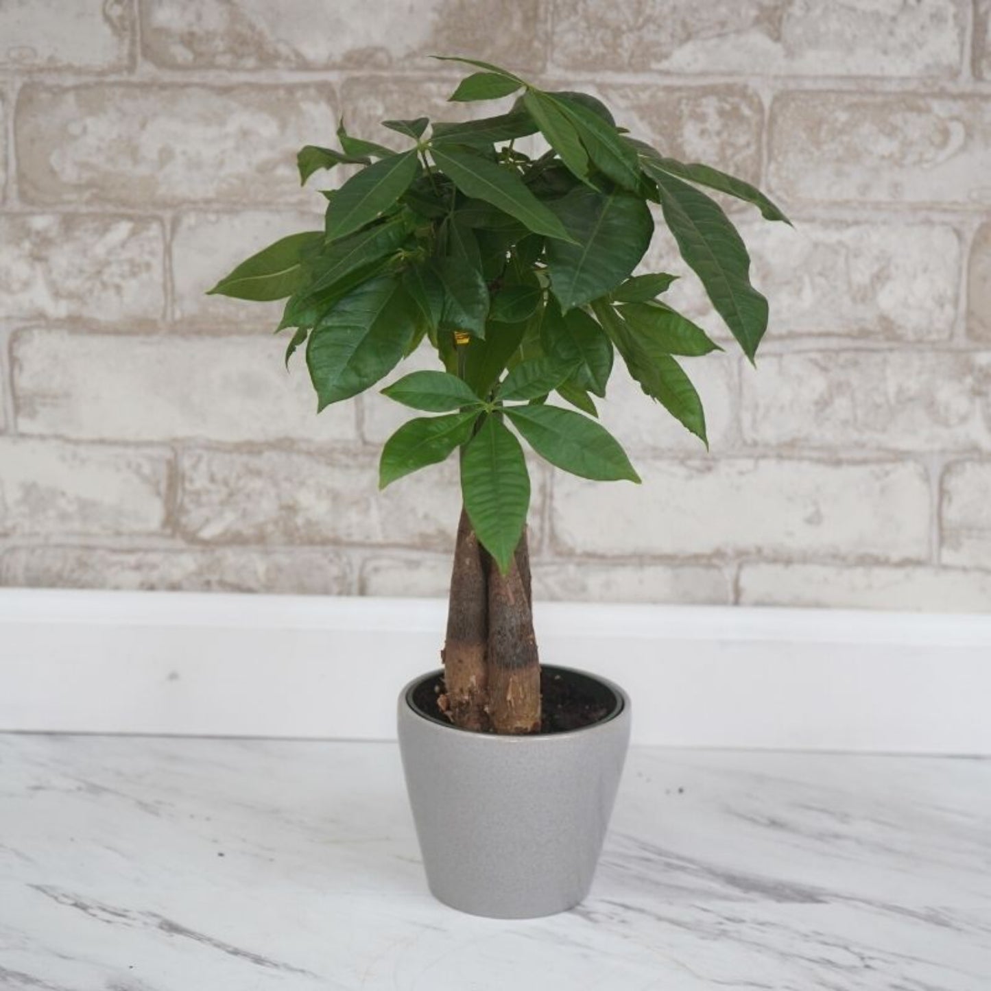 Money Tree Gift Pot