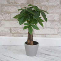 Money Tree Gift Pot