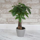 Money Tree Gift Pot