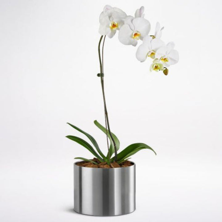 White Phalaenopsis In A Pot