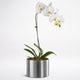 White Phalaenopsis In A Pot